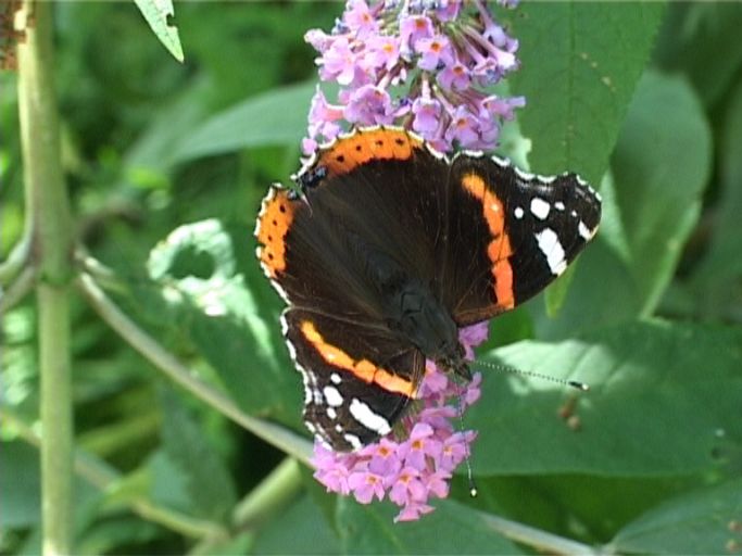 Admiral ( Vanessa atalanta ) auf Sommerflieder : Moers, in unserem Garten, 01.08.2007